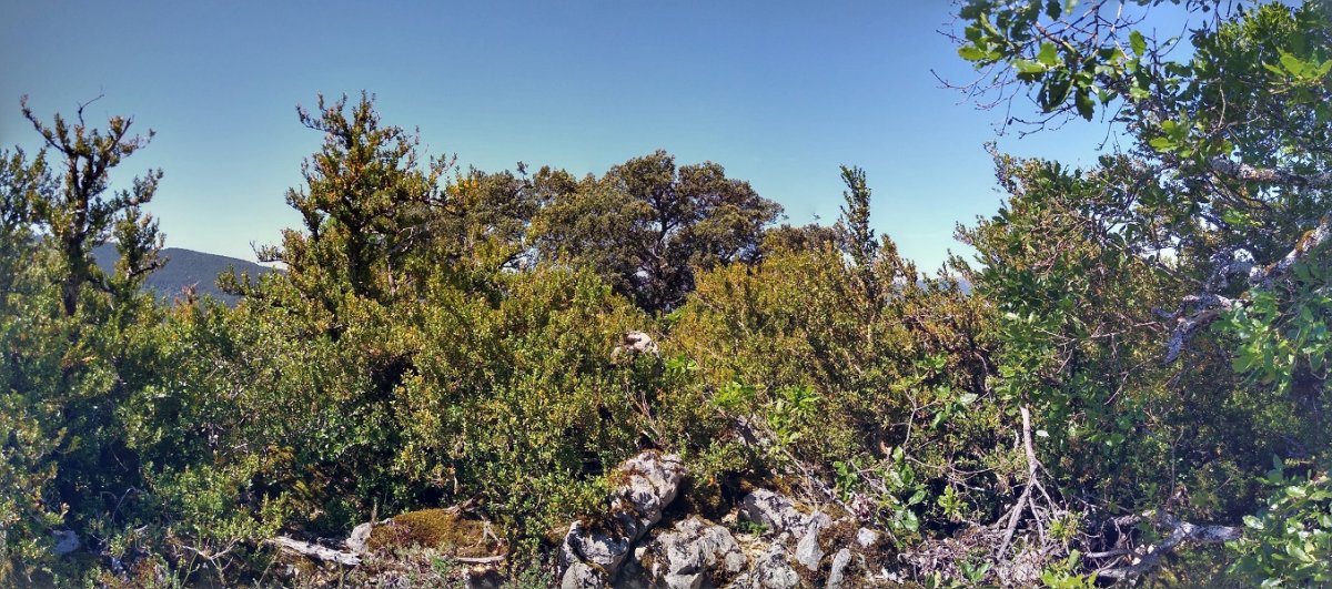 Muskildoiako gailurra