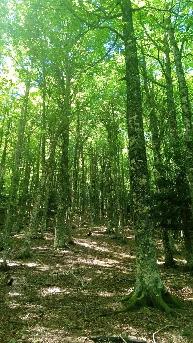 Aztaparretako basotik igotzen