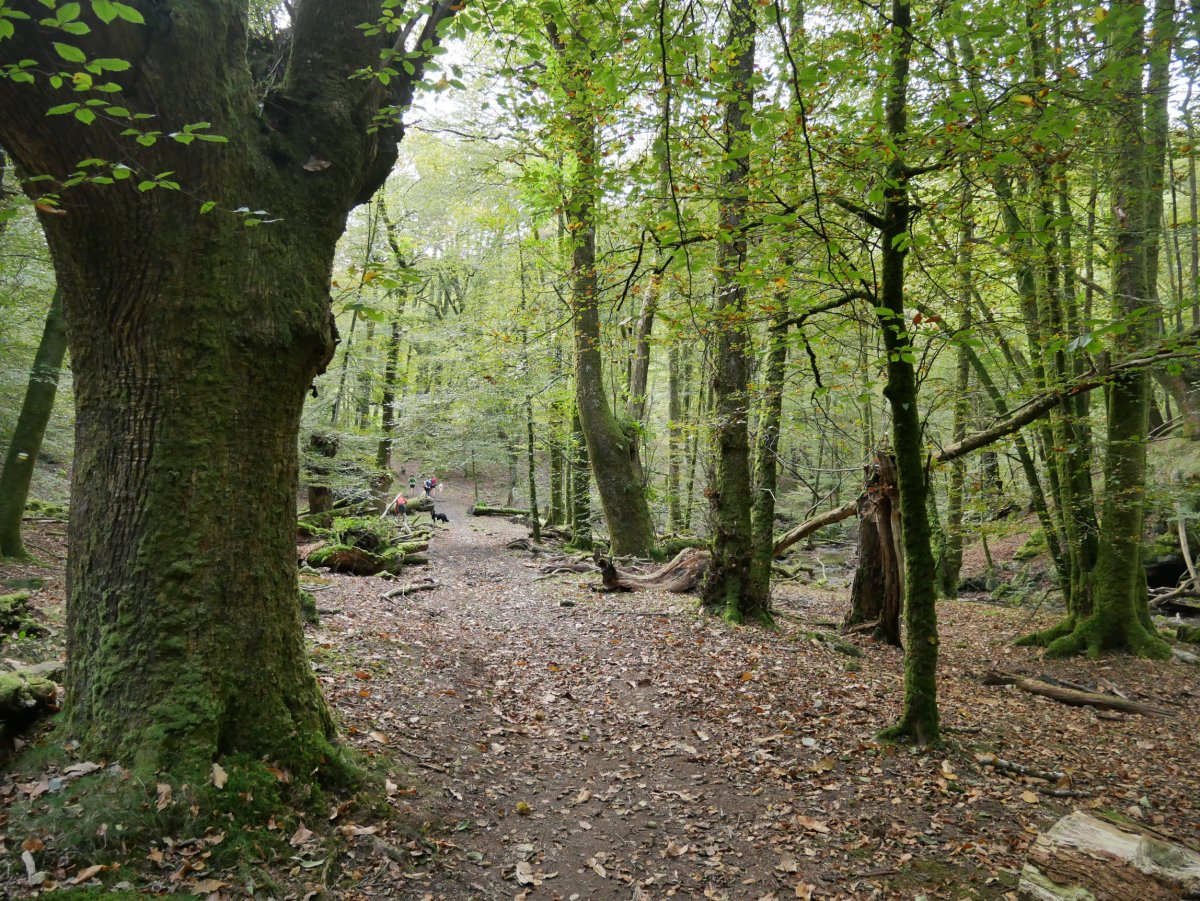 Eskasetik Artikutzara jaisten