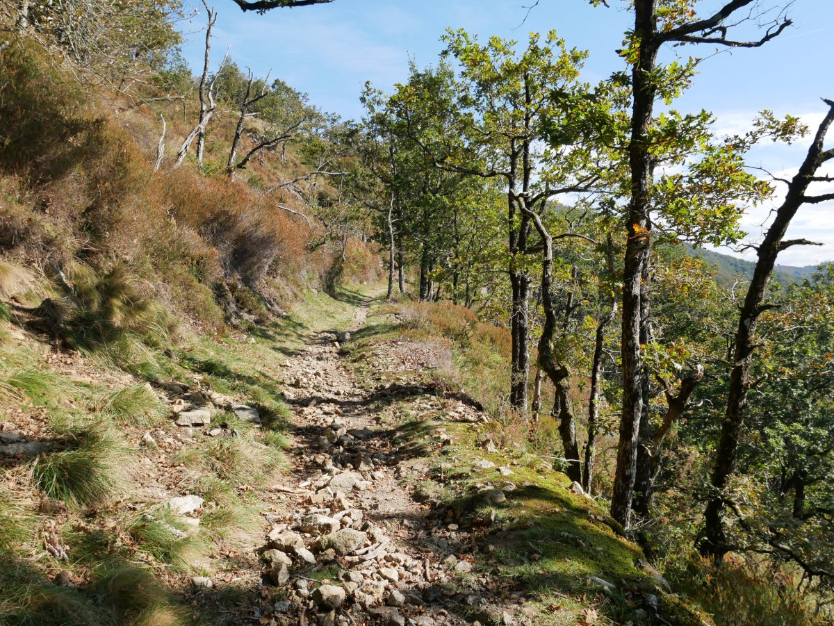 Trenbide zaharraren arrastoan