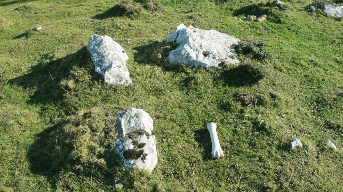 Etzantza trikuharria, Erregenea