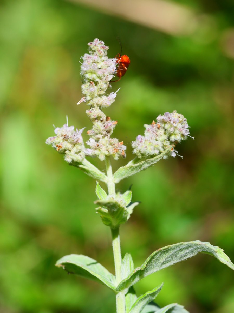 Mentha longifolia Mintxate errekaren inguruan