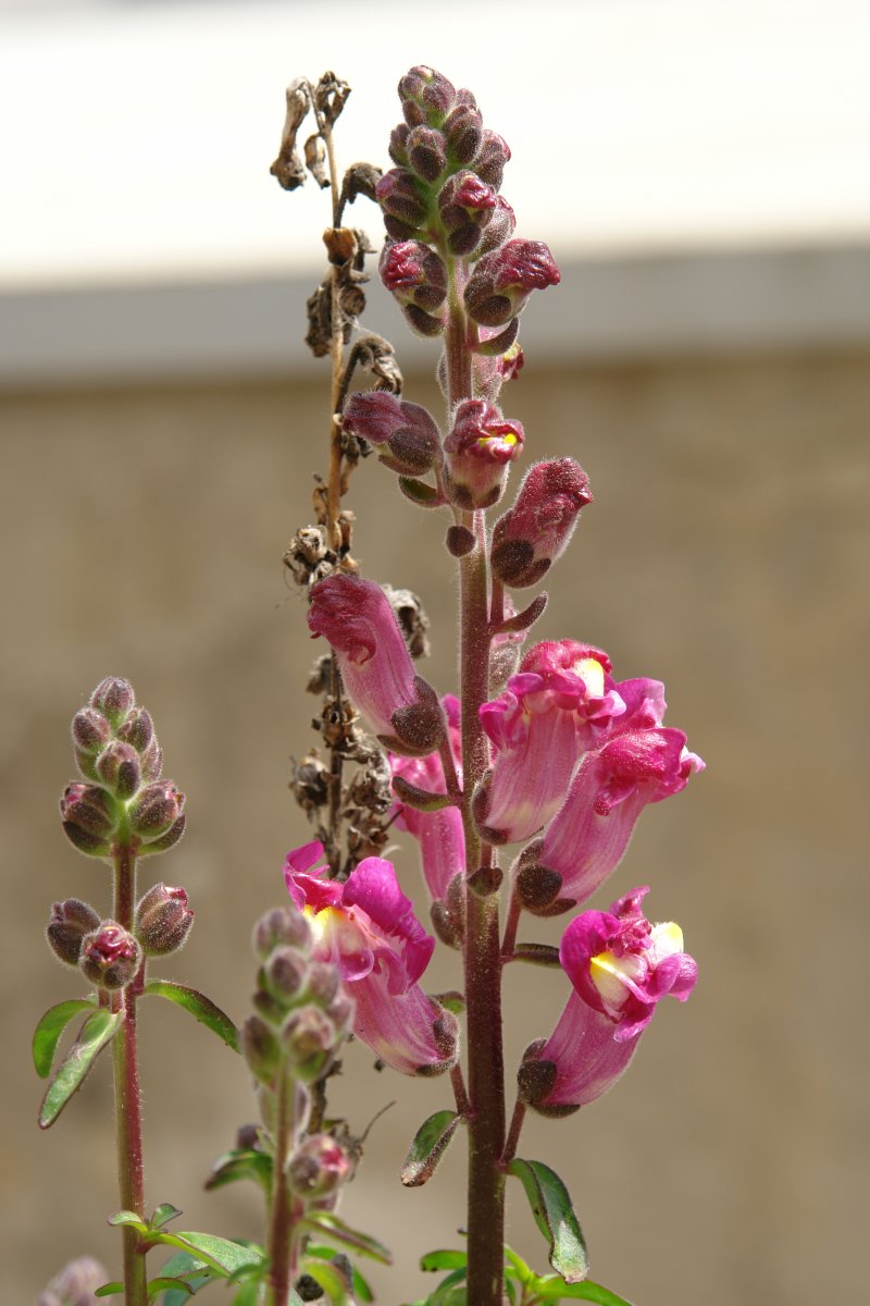 Antirrhinum majus Santa Agata mendian