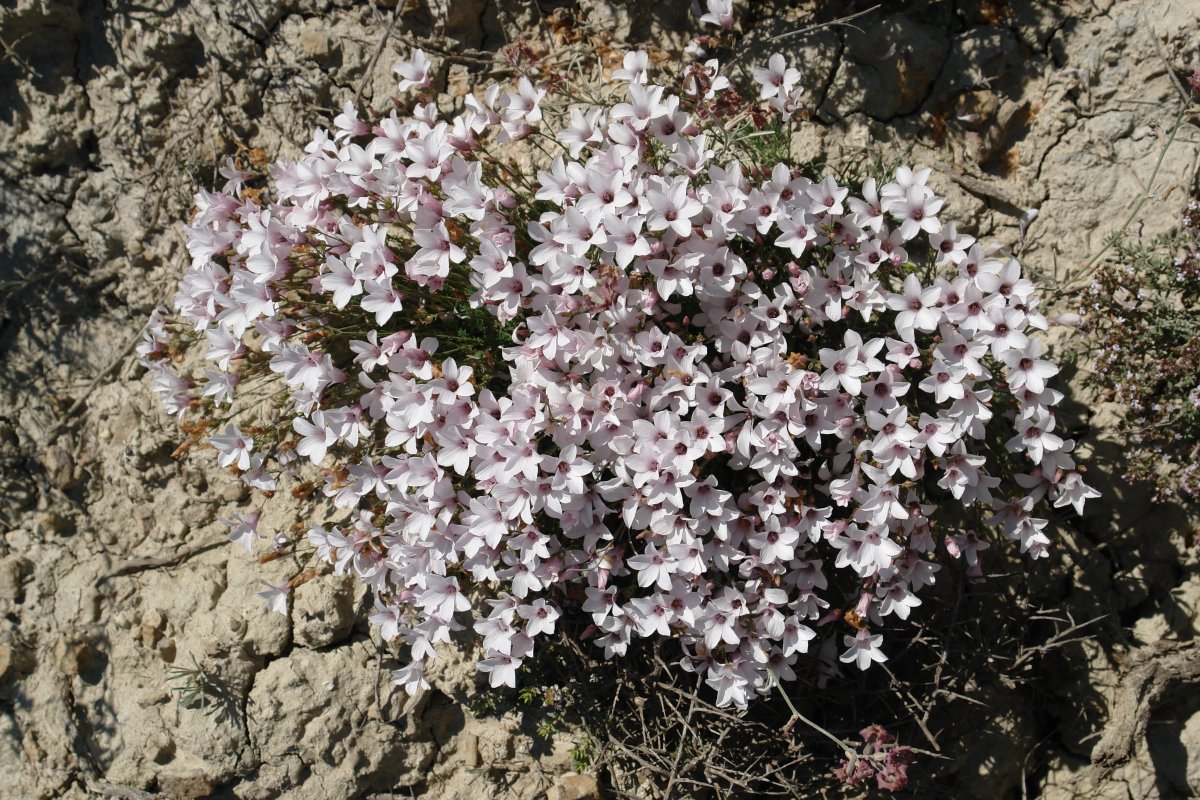 Linum suffruticosum Tabar mendian