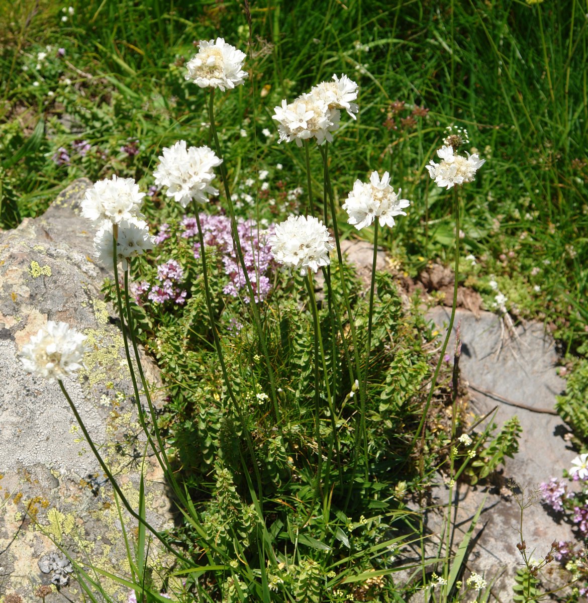 Armeria pubinervis Ozako Aguas Tuertas ibarrean