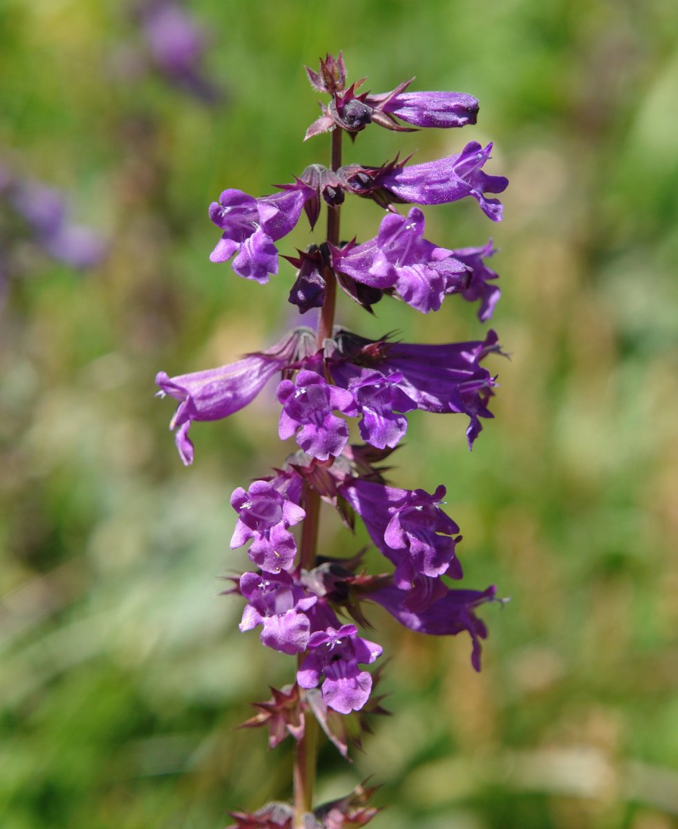  Horminum pyrenaicum Ozako Aguas Tuertas bailaran