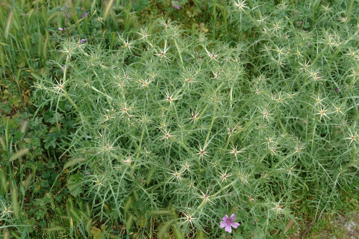 Centaurea calcitrapa
