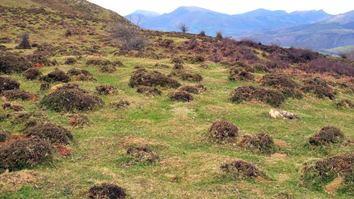 Abartango zelaia harrespila, Ziga-Baztan