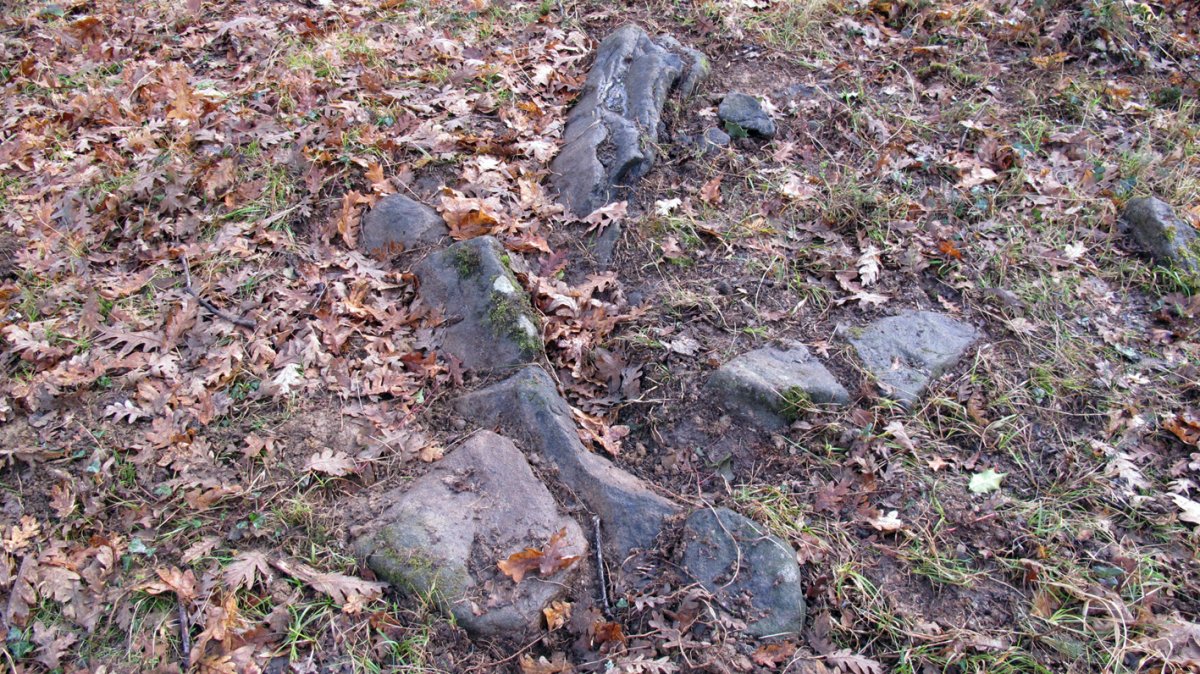 Bertsola trikuharria, Arriola-Asparrena