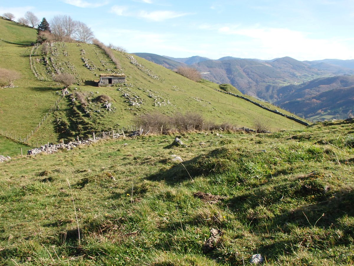 C. tumular Kardaño T 1