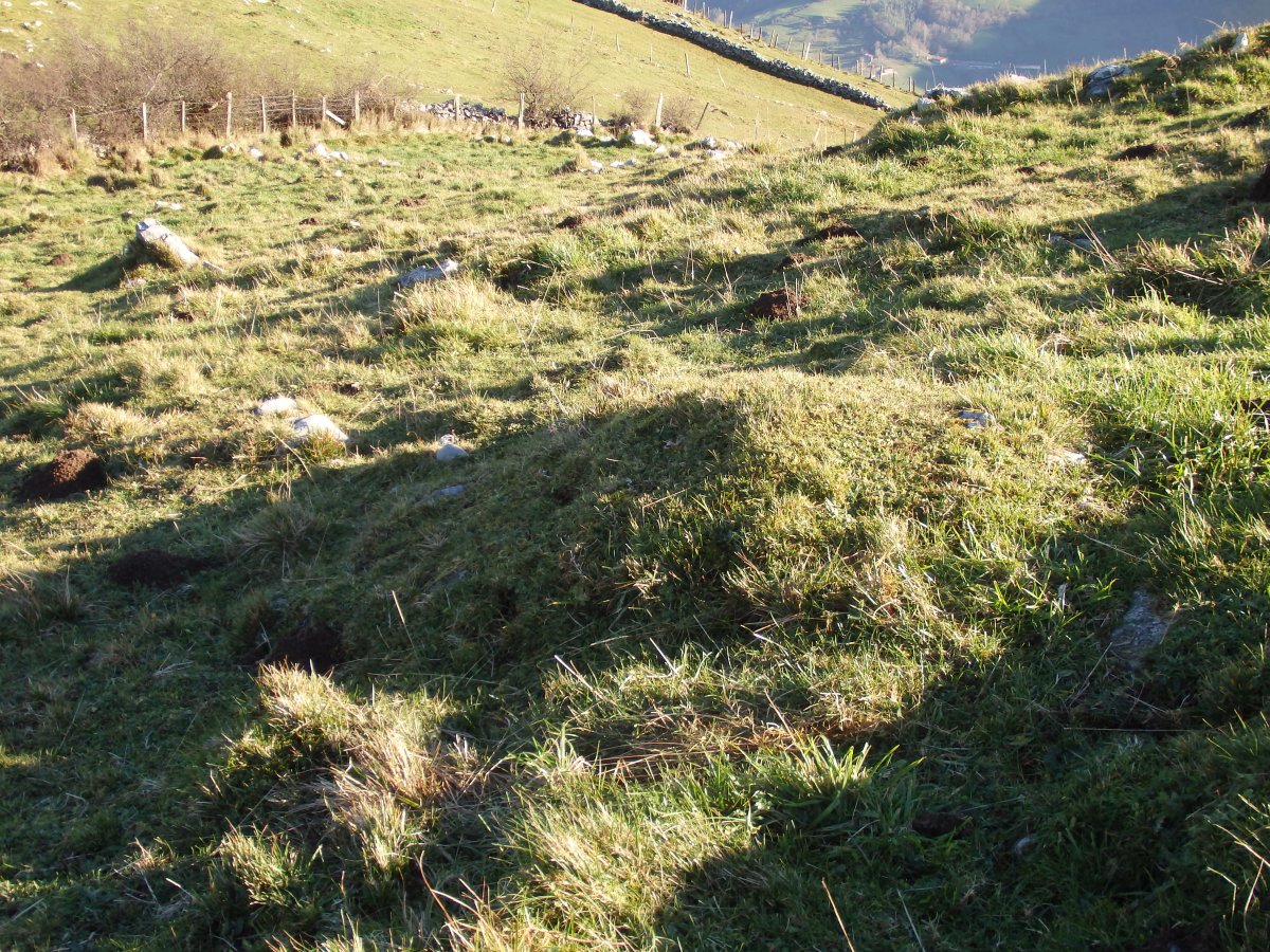 C. tumular Kardaño T 1