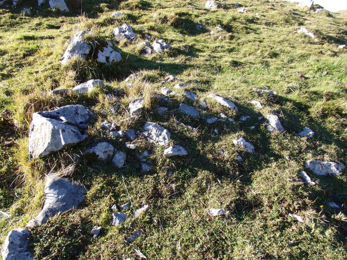 C. tumular Kardaño T 3