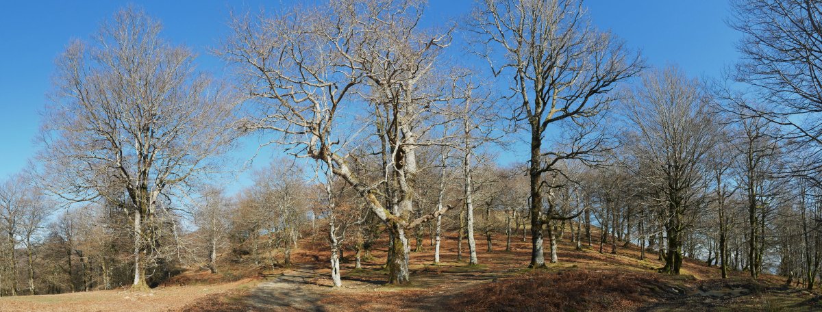 Sorginzelaieta lepoa