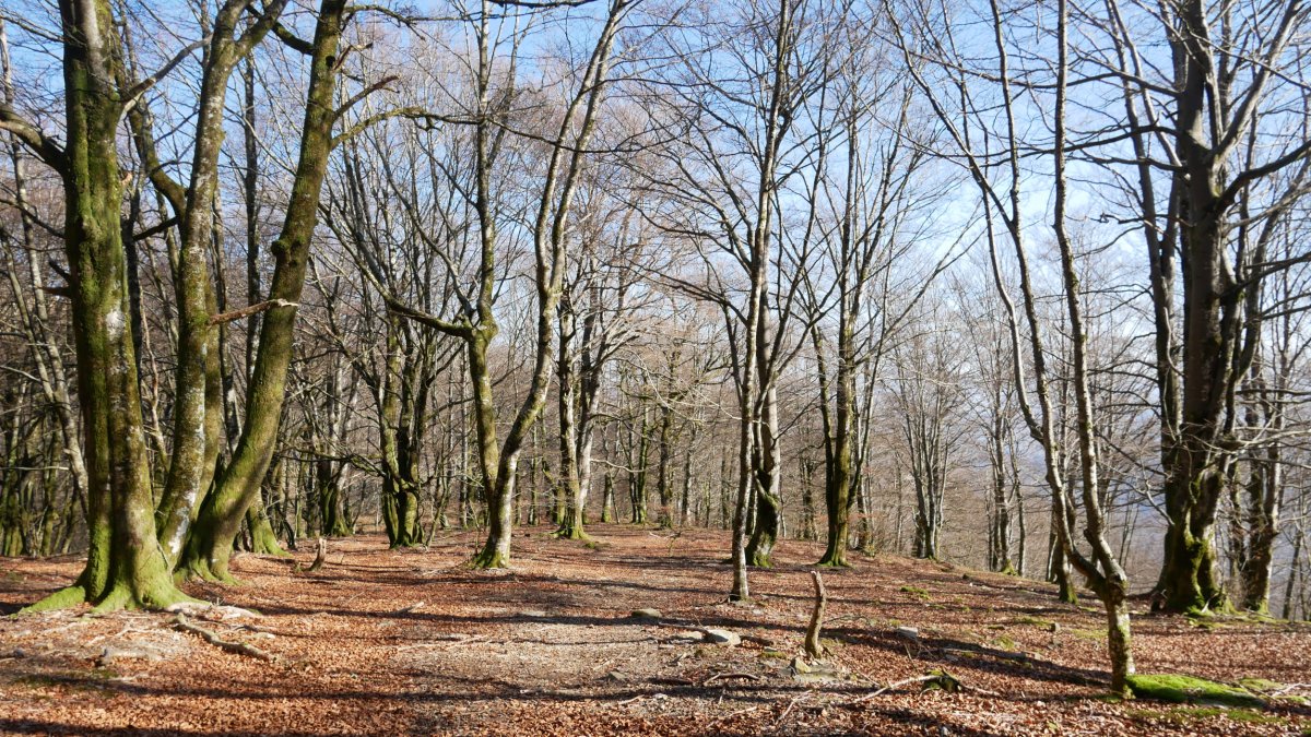 Sorginzelaieta aldeko bidea