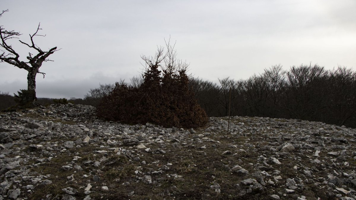 Las Tres Mugas eraztuna