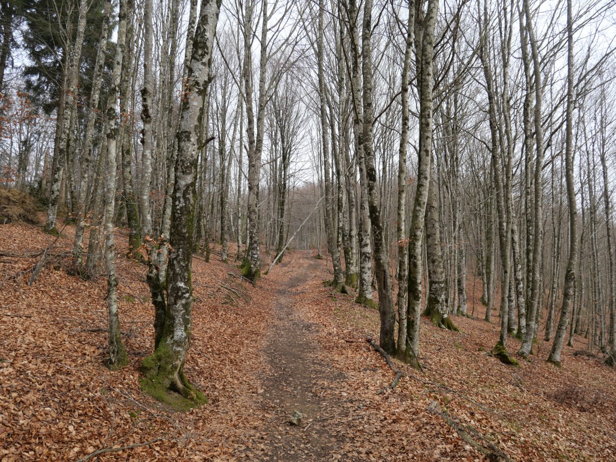 Igoerako pasarte bat, Basakaitz