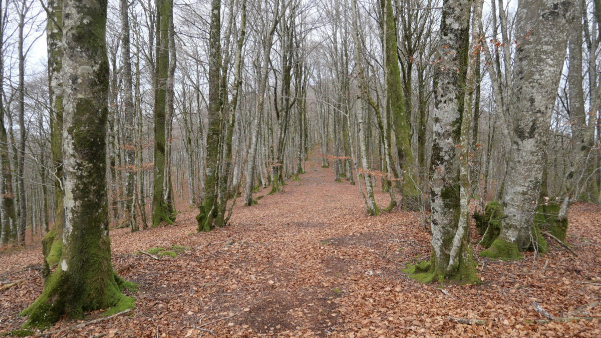 Tontorrerako bidea, HEtik, Basakaitz