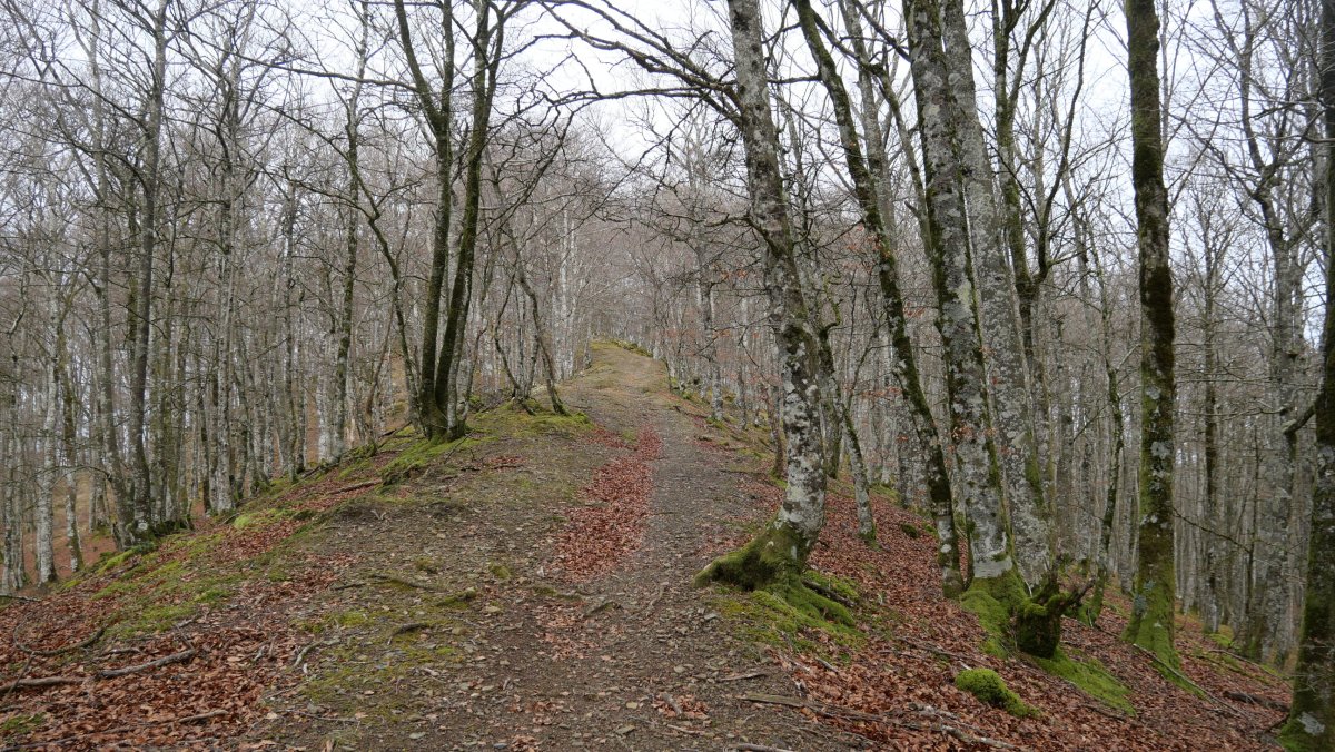 Tontorrerako bidea, HEtik, Basakaitz