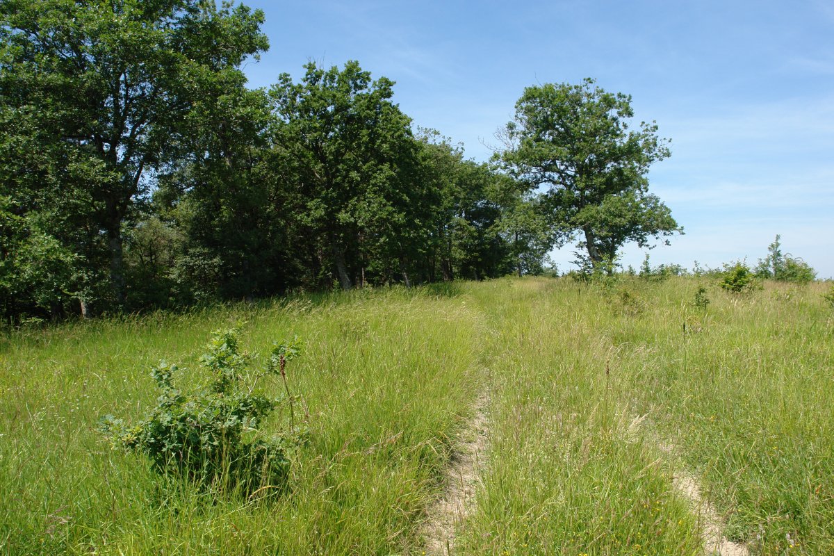 Tontorreko bidea ekialdetik