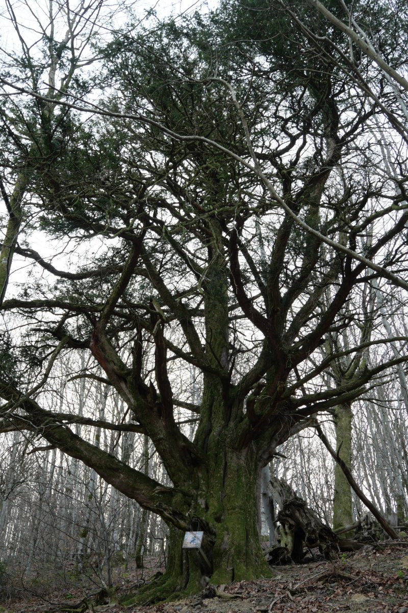 Etxalarko hagina, 2022ko martxoa