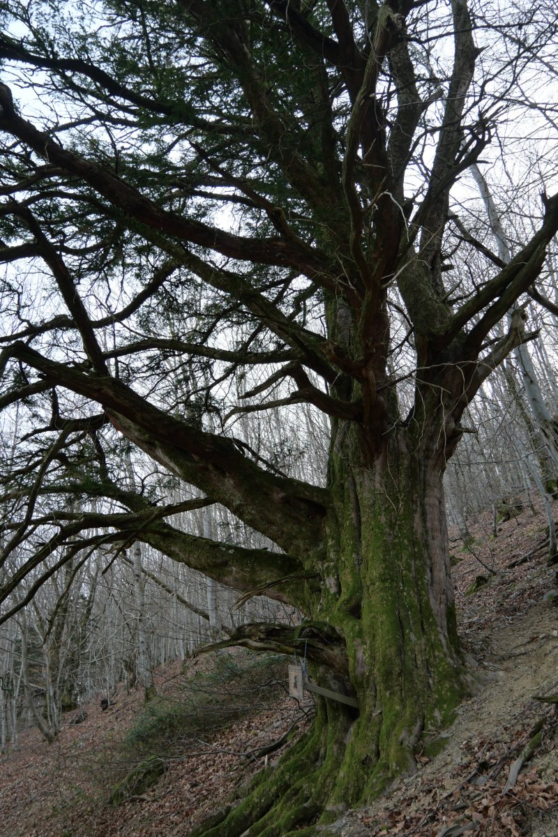 Etxalarko hagina, 2022ko martxoa