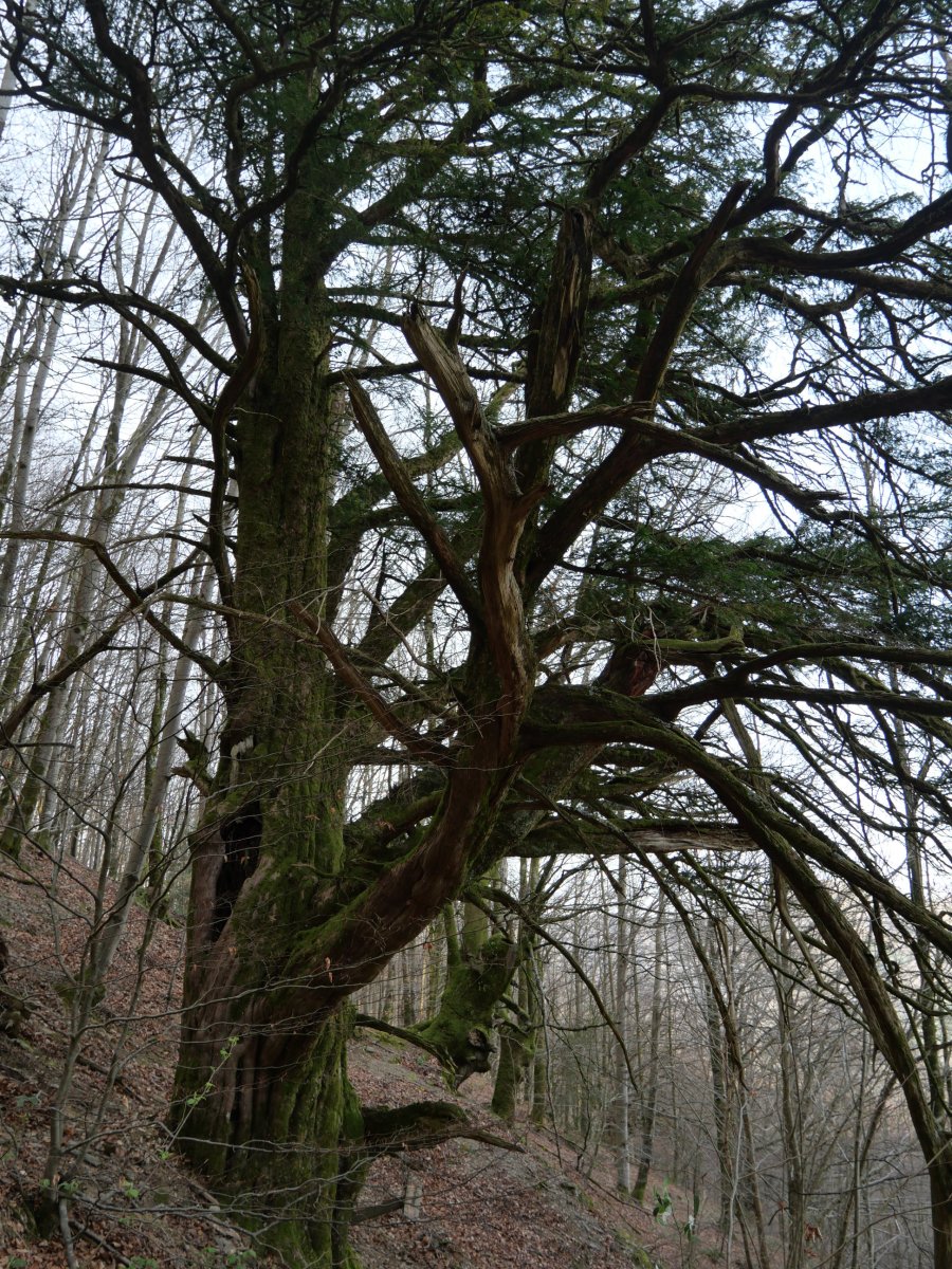 Etxalarko hagina, 2022ko martxoa