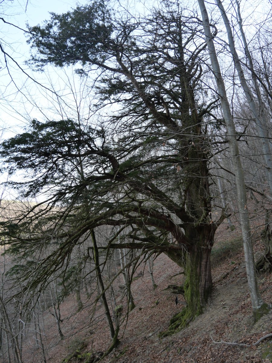 Etxalarko hagina, 2022ko martxoa