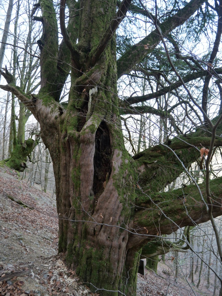 Etxalarko hagina, 2022ko martxoa