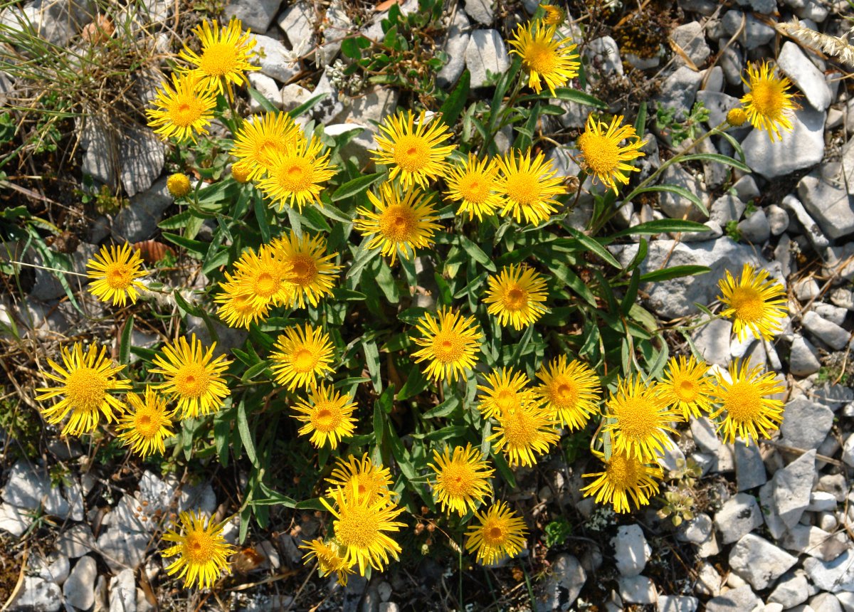 Inula montana Soila mendiko gandorrean