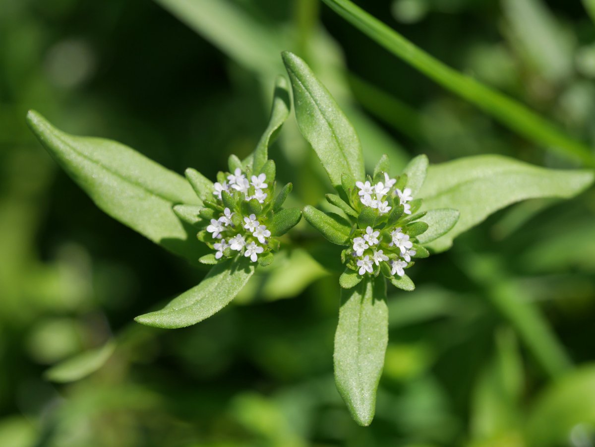 Valerianella locusta
