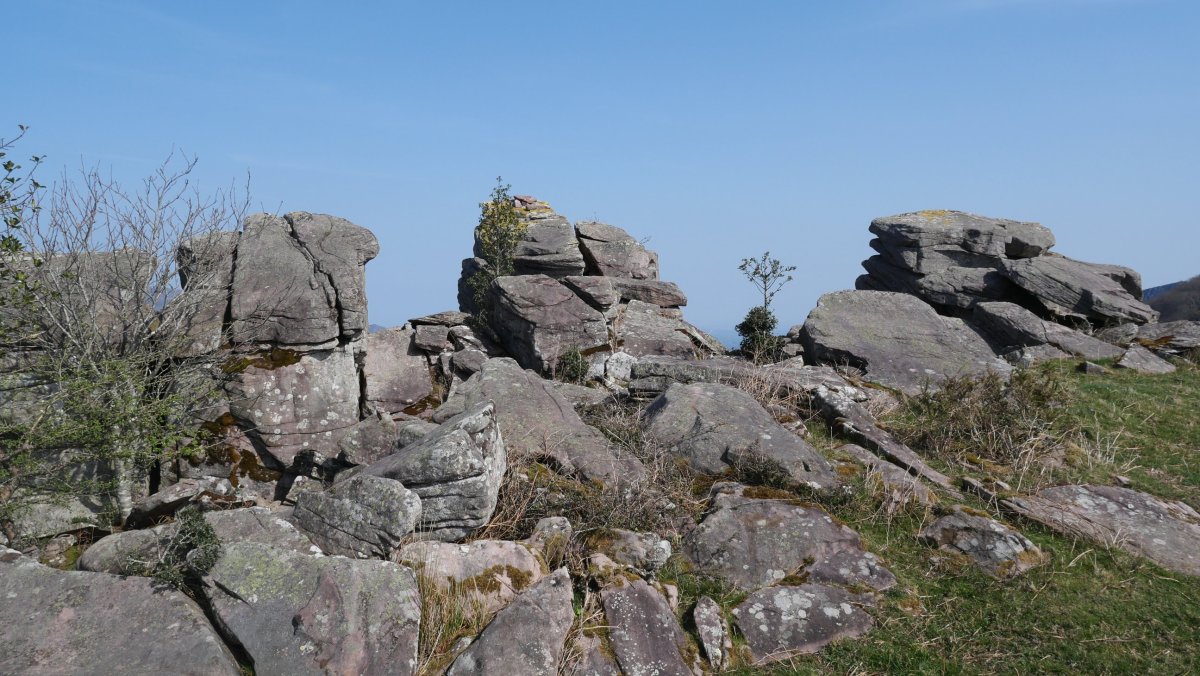 Bagobilleta tontorra