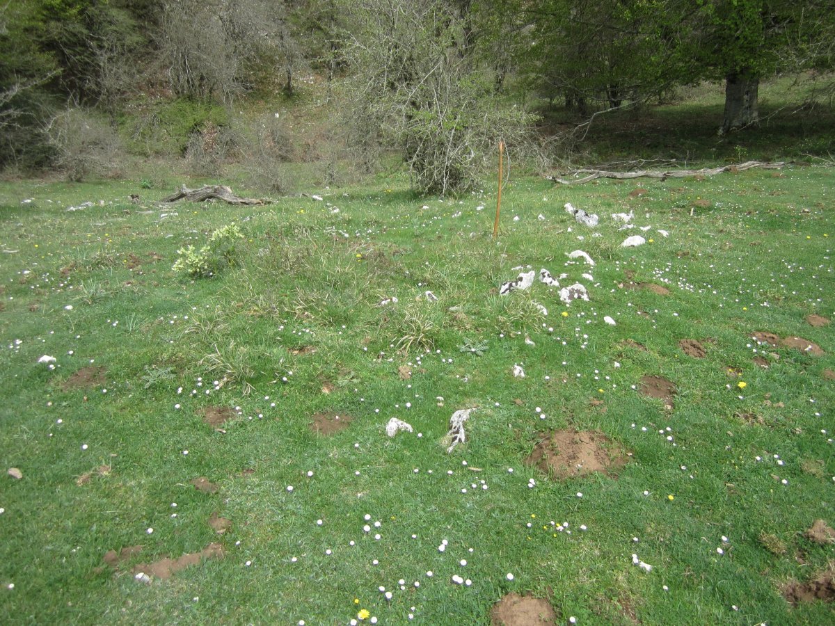 Túmulo Bardoitza VIII (Abril 2022) Dudoso