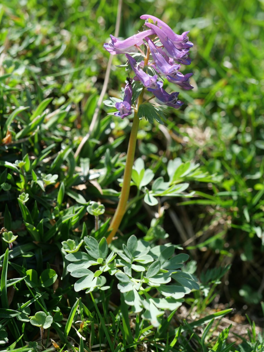 Co­ry­da­lis solida, Acherito inguruan, 1700 metrotan