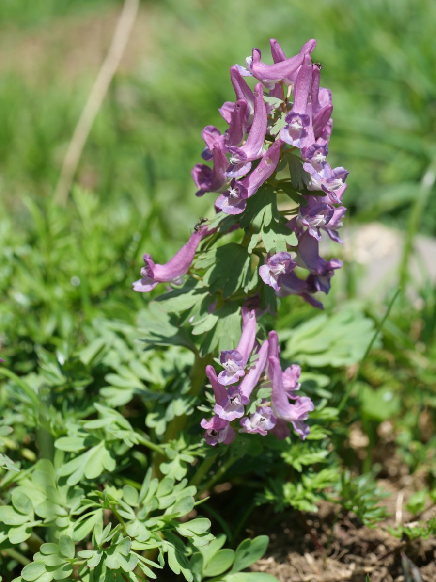 Co­ry­da­lis solida, Acherito inguruan, 1700 metrotan