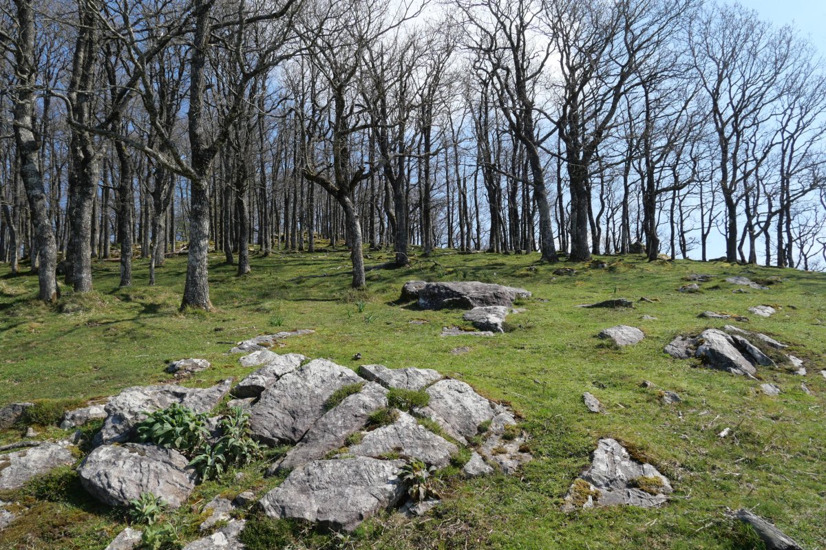 Tontorra inguratzen duen basoa