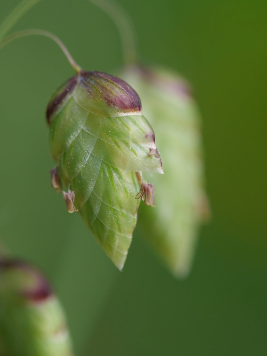 Briza maxima, hondarribia aldean