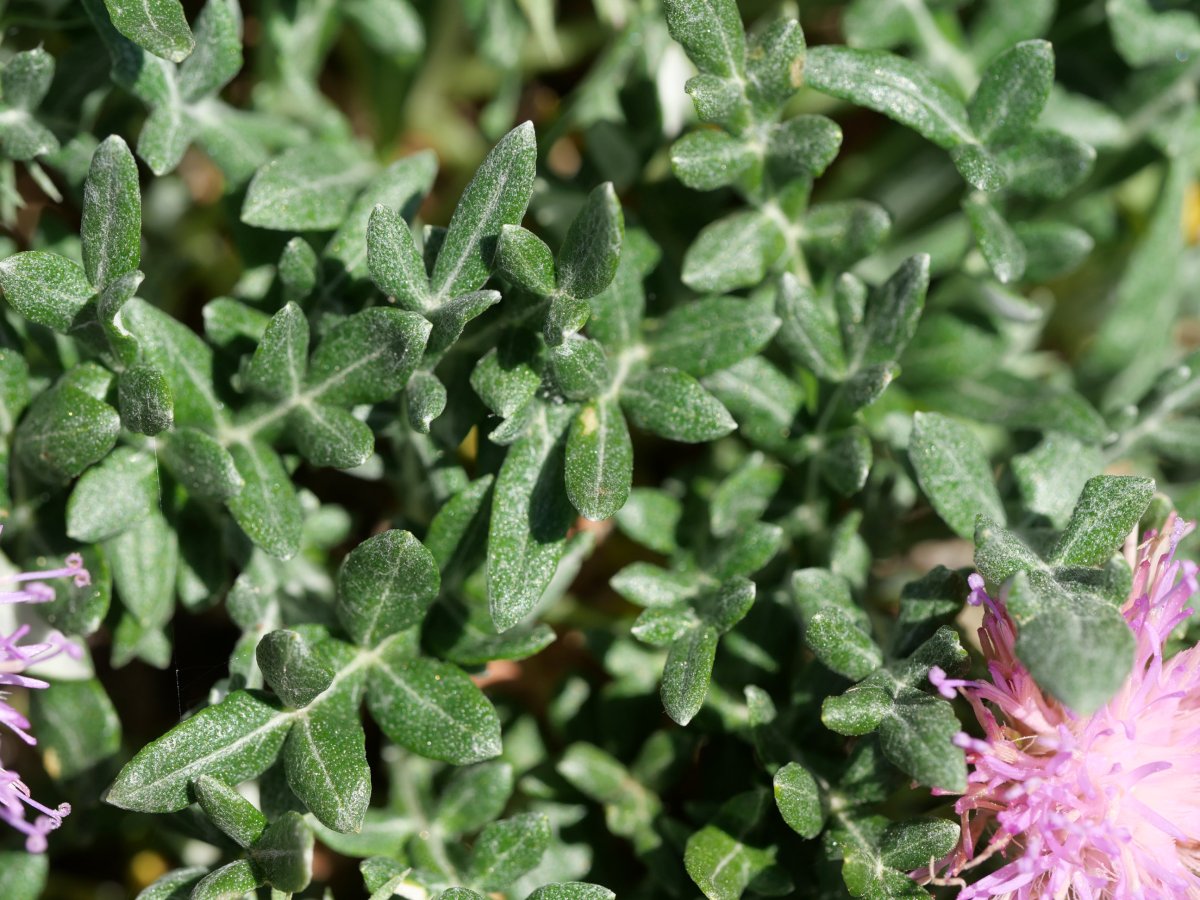 Jurinea humilis, Perriain mendian