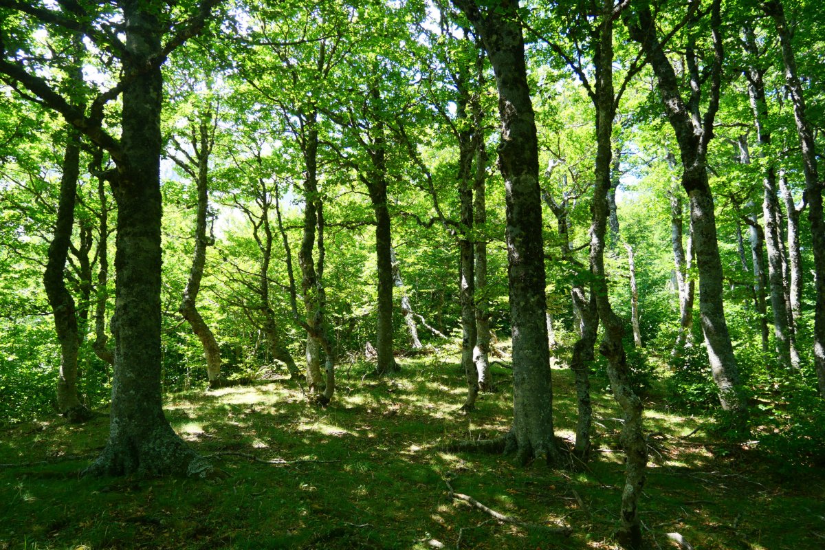 Abizondoko lepoko bidea pagadian barrena