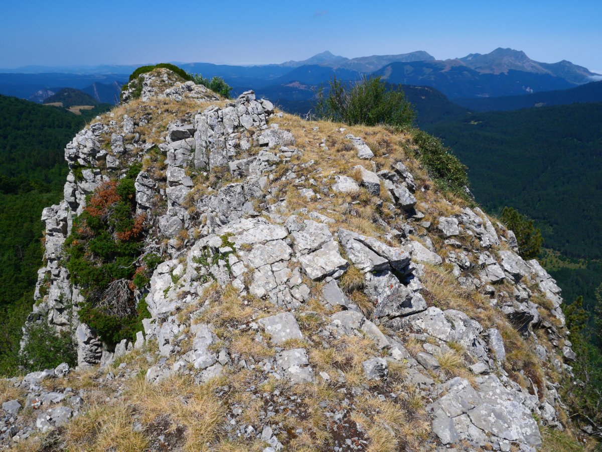 Abizondo tontorra ekialdetik