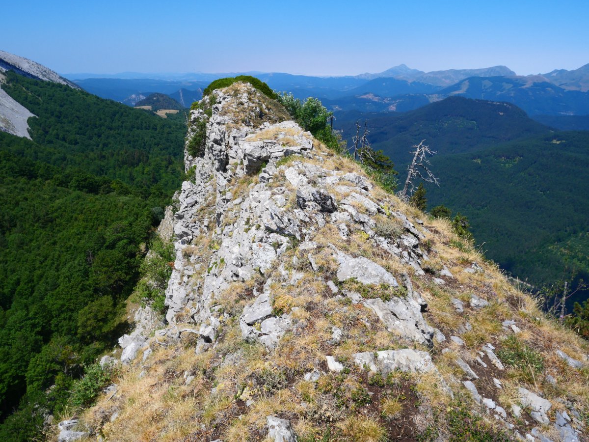 Abizondo tontorra ekialdetik