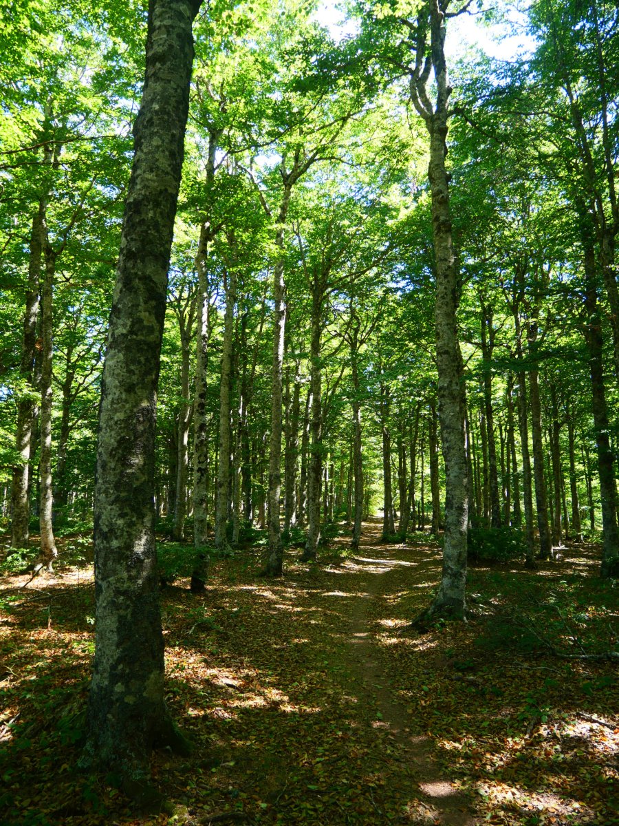 Pagadian barrena Errausiko bidean