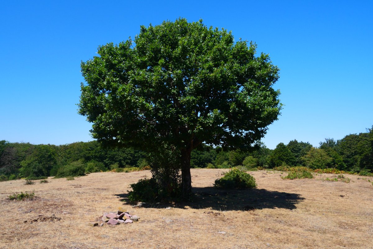 Haritza, Xuritze tontorrean