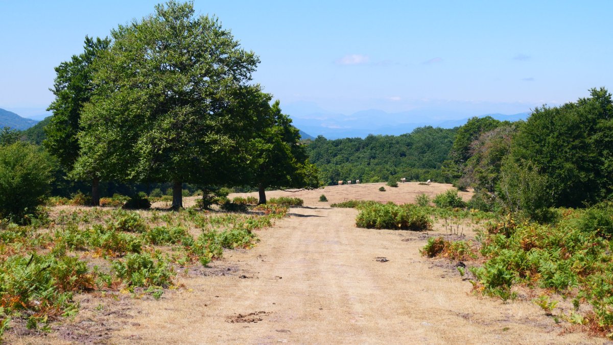 Mendebaldeko larre eremua, Korona