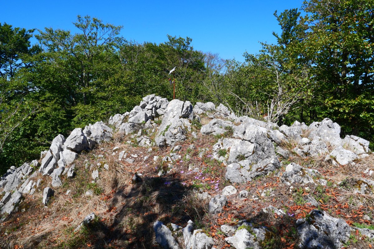 Eguerdimuño tontorra