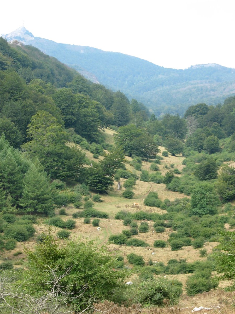 Atako bailara txikia