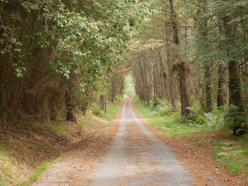 Mendigainera igotzen den bidea