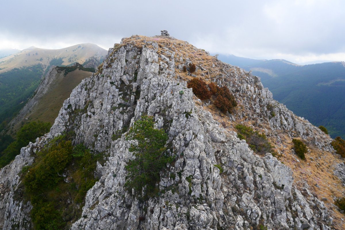 Larratza / Pikoatxikota tontorra