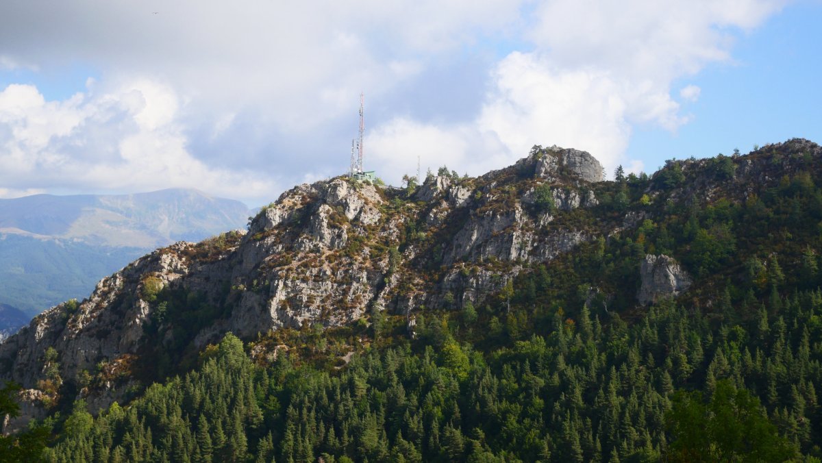 Ardibidepikua gaina, antenaz koroatua