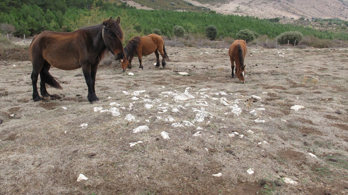 Urdintxa 2 tumulua, Andia