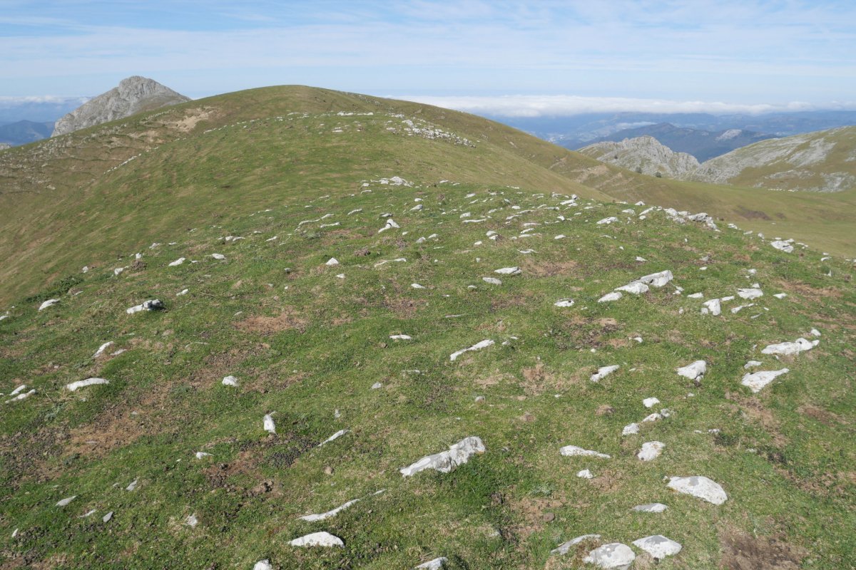 Iparreko muino belartsua erdiko muinotik